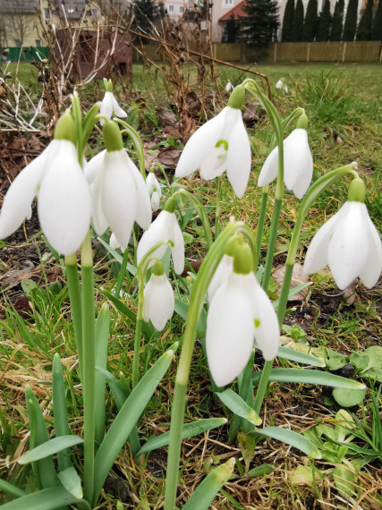 Весна идёт, весне дорогу!.
