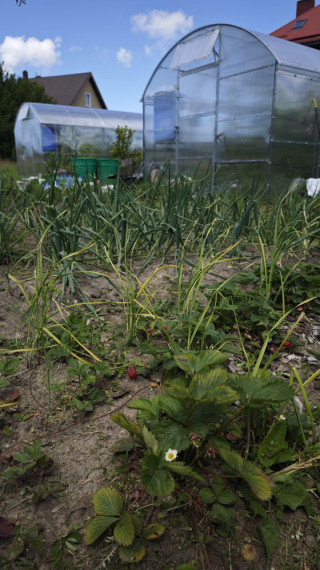 Наш "Аптекарский огород".